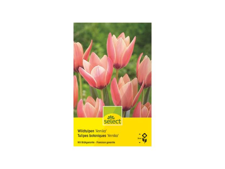 Select Wildtulpe Annika