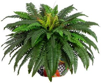 Nearly Natural "32"" Artificial Double Boston Fern in Handmade Talavera Ceramic Planter - Green"