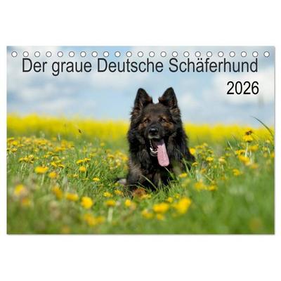 Der graue Deutsche Schäferhund (Tischkalender 2026 DIN A5 quer), CALVENDO Monatskalender