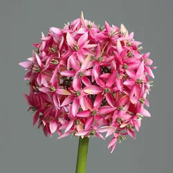 Kunstblume Allium (DH 19x70 cm) - pink - DH 19x70 cm