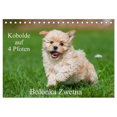 Kobolde auf 4 Pfoten - Bolonka Zwetna (Tischkalender 2027 DIN A5 quer), CALVENDO Monatskalender