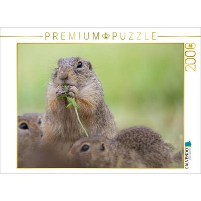 CALVENDO Puzzle Ziesel isst Blume | 2000 Teile Lege-Größe 90x67cm Foto-Puzzle für glückliche Stunden