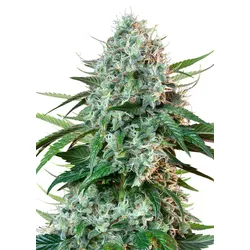 Royal Queen Seeds HulkBerry  3 Samen - 3