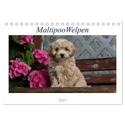 Maltipoo Welpen (Tischkalender 2027 DIN A5 quer), CALVENDO Monatskalender