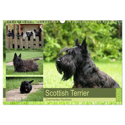 Scottish Terrier - Charmantes Rauhbein (Wandkalender 2026 DIN A3 quer), CALVENDO Monatskalender