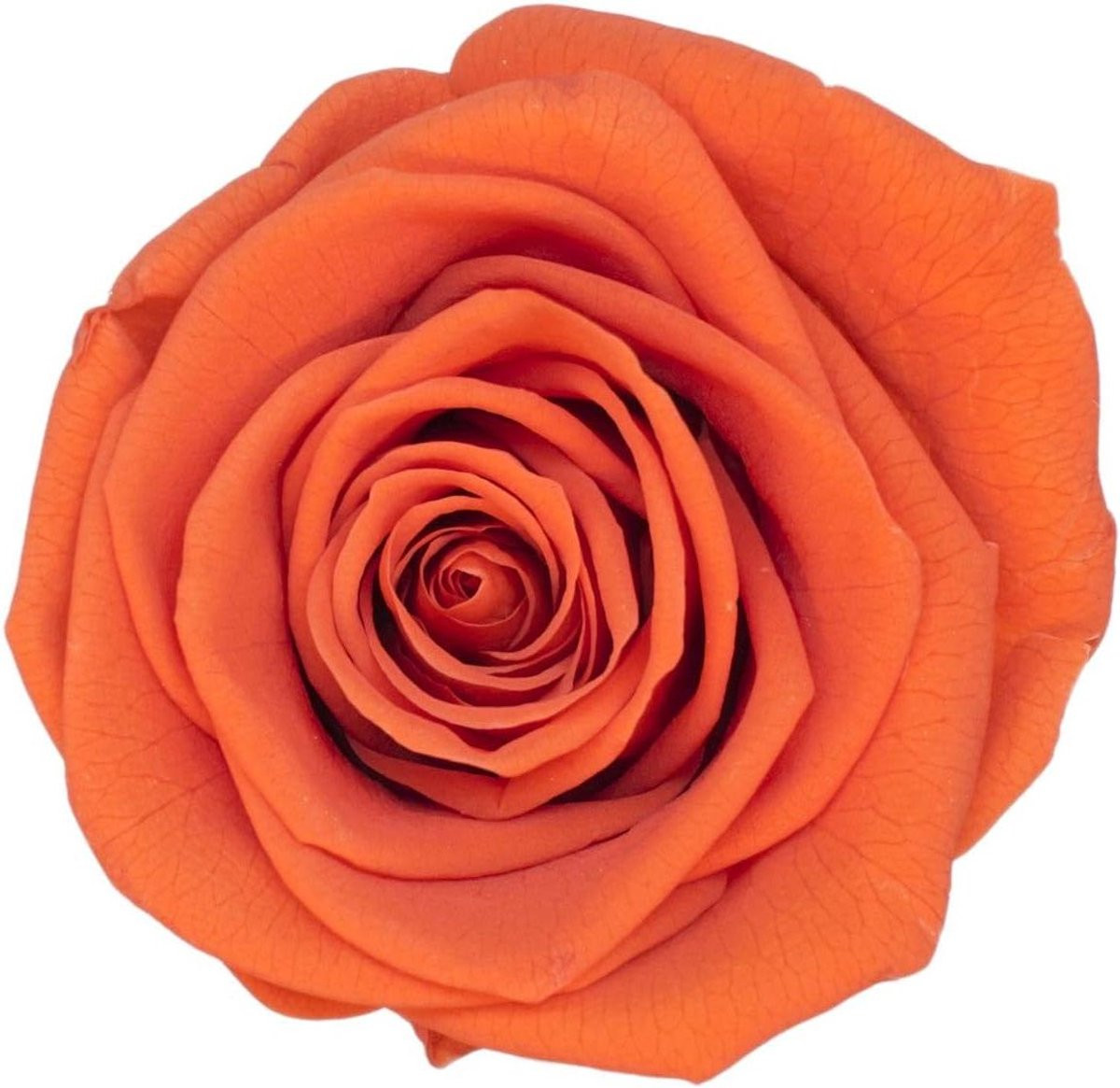 Echte geconserveerde rozenkoppen in de kleur oranje met een diameter van 2-3 cm