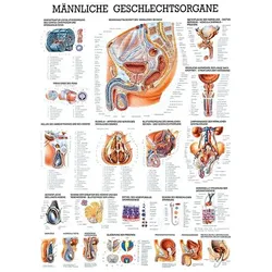 anat. Lehrtafel: Männl.Geschlechtsorgane 70 x 100 cm, laminiert