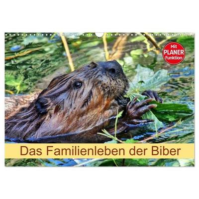 Das Familienleben der Biber (Wandkalender 2027 DIN A3 quer), CALVENDO Monatskalender