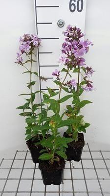 6 x Phlox Franz Schubert - Vlammende Phlox - Pot van 9 x 9 cm - GRDplanten