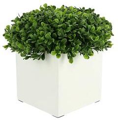 Creative Labs UV Rated Outdoor Boxwood in a Square Fiberstone Pot - White