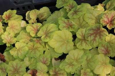 6 x Heuchera hybr. Tiramisu - Purperbloemige kornoelje - Pot van 9 x 9 cm