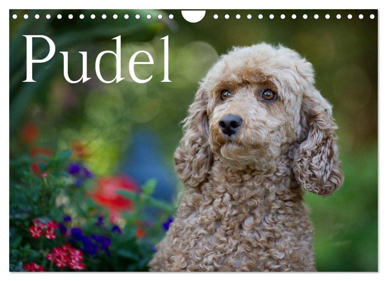 Wandkalender 2023 met pudelthema