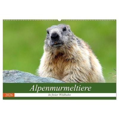 Alpenmurmeltiere in freier Wildbahn (Wandkalender 2026 DIN A2 quer), CALVENDO Monatskalender