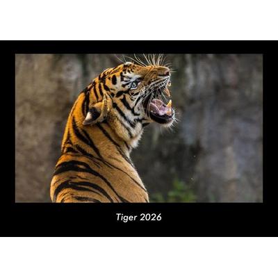 Tiger 2026 Fotokalender DIN A3