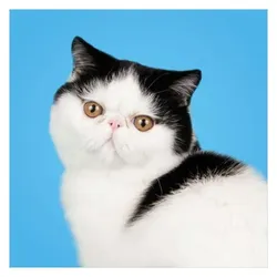 Deltas Ordne die Katzen einander zu! - Memospel, Katzenspielzeug