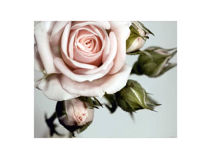 Rose\, Photo Murale Intissée\, 360x270 Cm\, 4 Parts