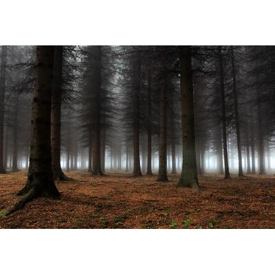 Fototapete PAPERMOON "Photo-Art DRAGISA PETROVIC, PLATZ DER STILLE", bunt, B:5m L:2,8m, Vlies, Tapeten