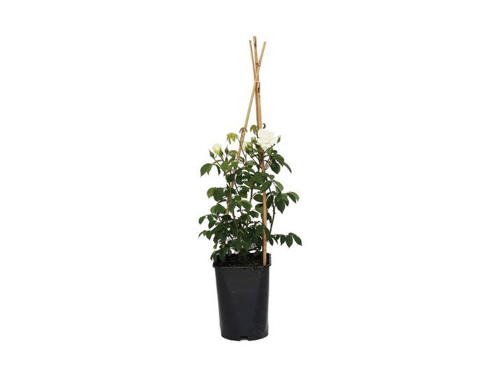 Kletterrose Ilse Krohn Superior '®(Rosa 'Ilse Krohn Superior '®), TopfgrösseØ25cm'