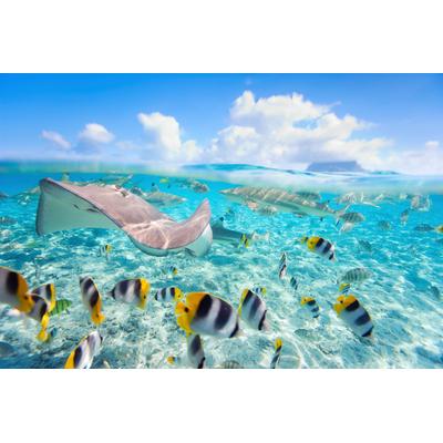 Fototapete PAPERMOON "UNTERWASSER-WELT-FISCHE KORALLE SEE MEER TIERE OZEAN", bunt, B:2m L:1,49m, Vlies, Tapeten