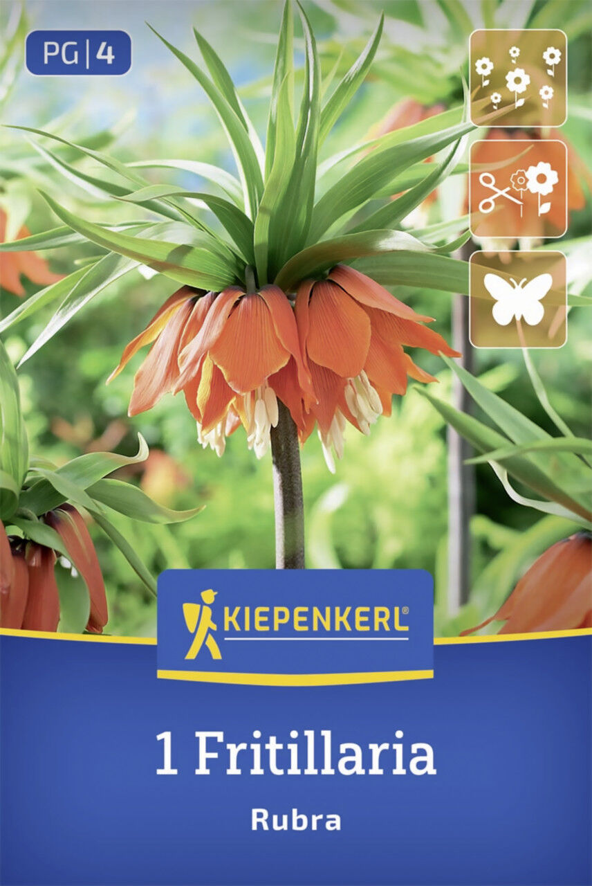 Kiepenkerl Kaiserkrone Rubra orange 1 Stück
