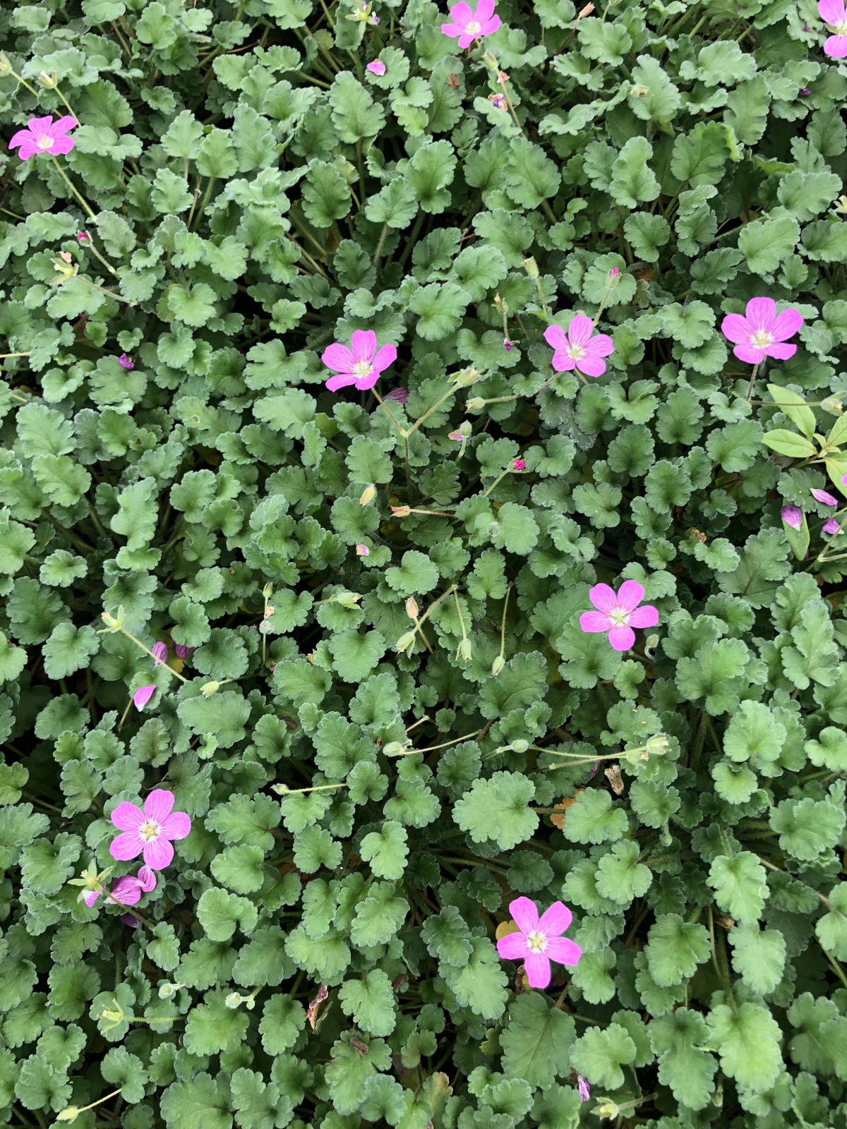 6 x Erodium variabile Bishop's Form Reigersnavel pot Ø 9 cm van GRDplanten