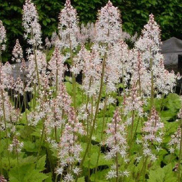 6 x Tiarella Tiger Stripe Schaumblomster Timbuktu in pot van 9x9 cm