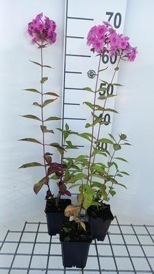 6 x Phlox amplifolia Winnetou Vlammende Phlox, Potmaat: 9 x 9 cm