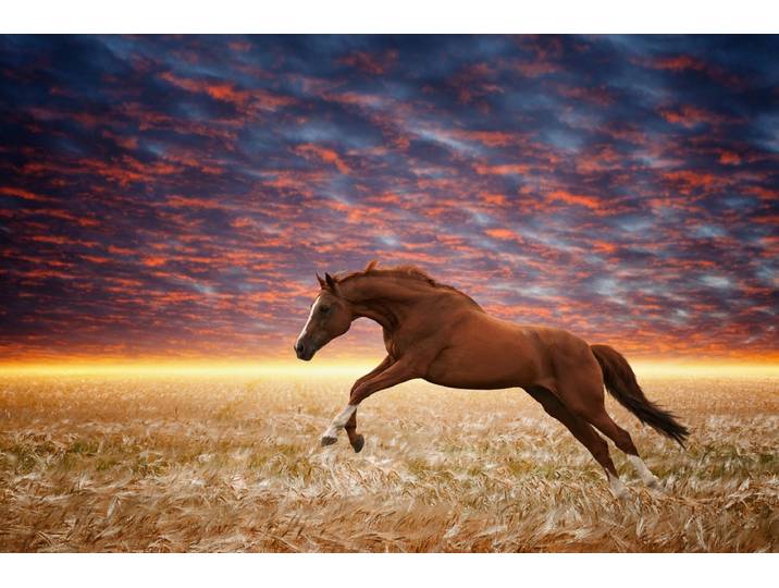 Fototapete PAPERMOON Laufendes Pferd , bunt, B:2,5m L:1,86m, Vlies, Tapeten, Fototapete