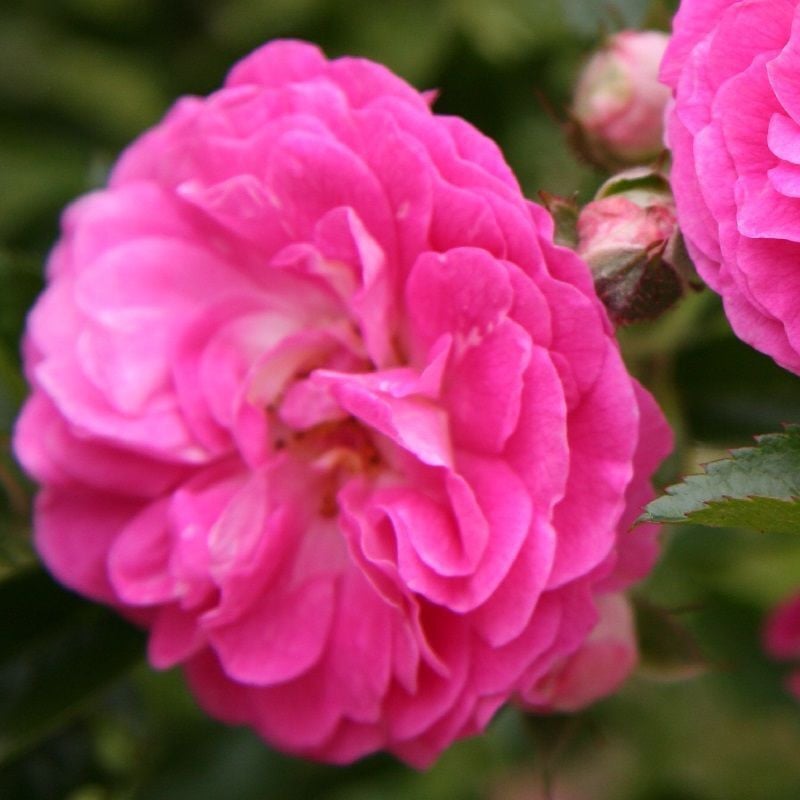 Rosa 'Dorothy Perkins' Begrafenisroos van Arborix