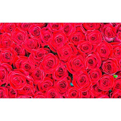 Fototapete LIVING WALLS "rote Rosen", bunt, B:4m L:2,5m, Vlies, Tapeten, Vlies, Wand, Schräge