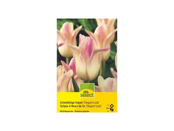 Select Lilienblütige Tulpen Elegant Lady