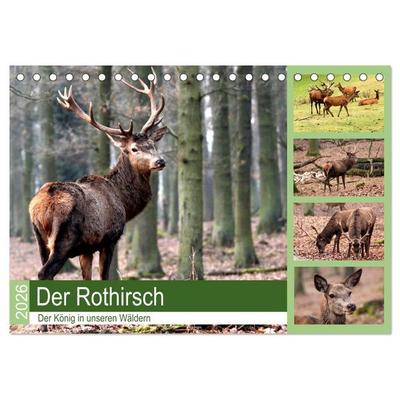 Der Rothirsch - Der König in unseren Wäldern (Tischkalender 2026 DIN A5 quer), CALVENDO Monatskalender