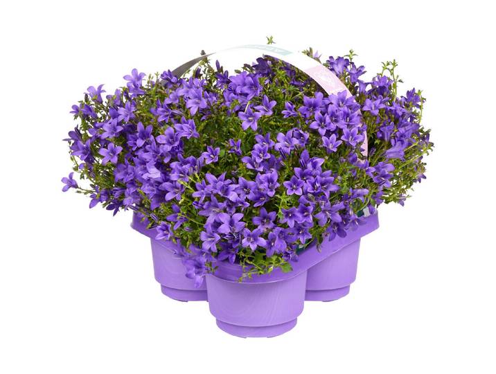 Glockenblume (Campanula), Topfgrösse Ø10.5cm