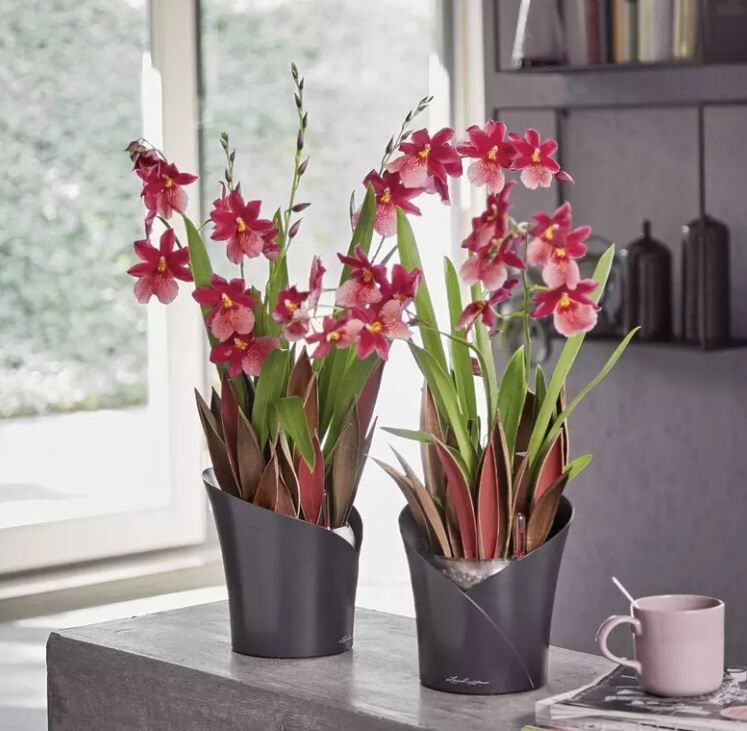 Lechuza Pflanzgefäß Orchidea schiefergrau