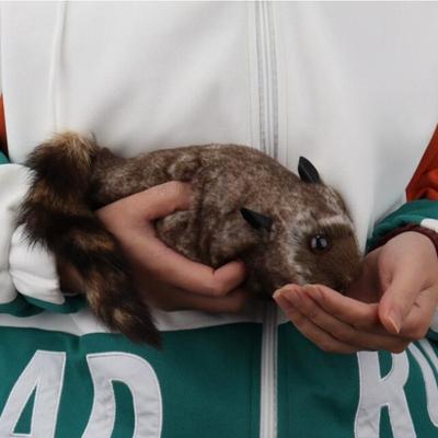 Uplifted Trends Rocky Raccoon Magic Trick Toy Comedy Stage Gimmick Rocky Raccoon Magic Trick Toy Comedy Stage Gimmick
