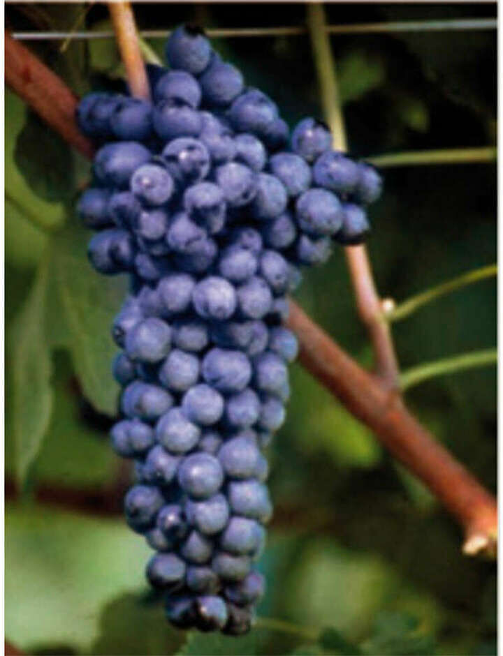Vivai Rauscedo Barbatella Syrah (100 pezzi)