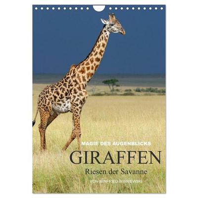 Magie des Augenblicks - Giraffen - Riesen der Savanne (Wandkalender 2027 DIN A4 hoch), CALVENDO Monatskalender
