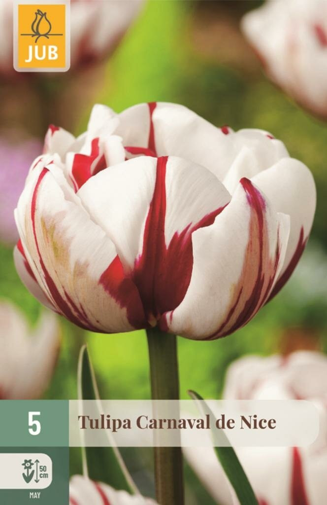 Jub Tulp Carnaval de Nice 5 bollen