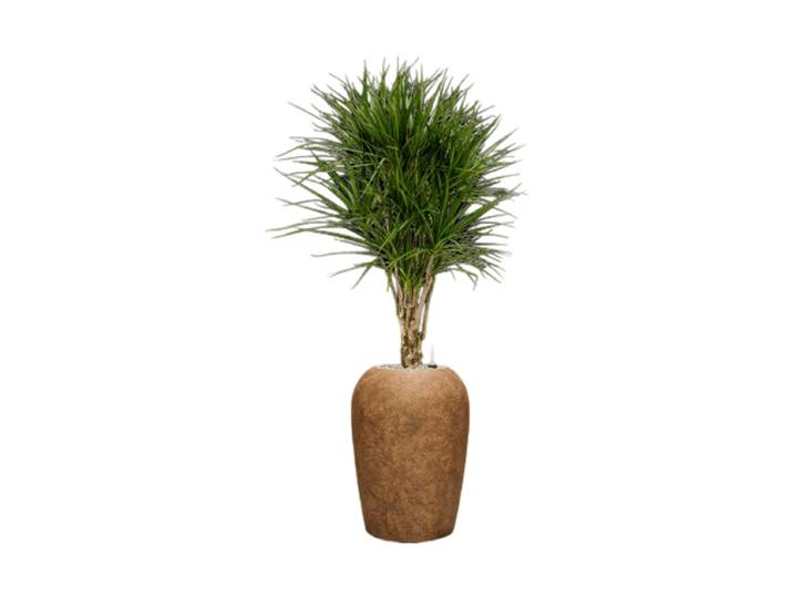 Pflanzen Arrangement „Dracaena marginata in Mineral“, Höhe 140-150 cm Baq Design