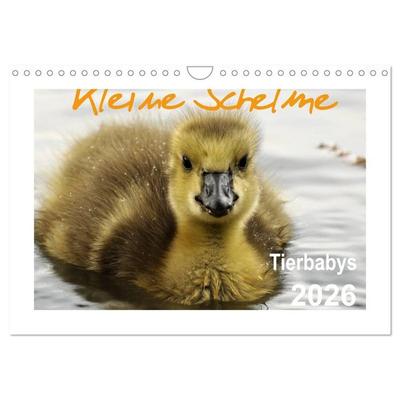Kleine Schelme - Tierbabys (Wandkalender 2026 DIN A4 quer), CALVENDO Monatskalender