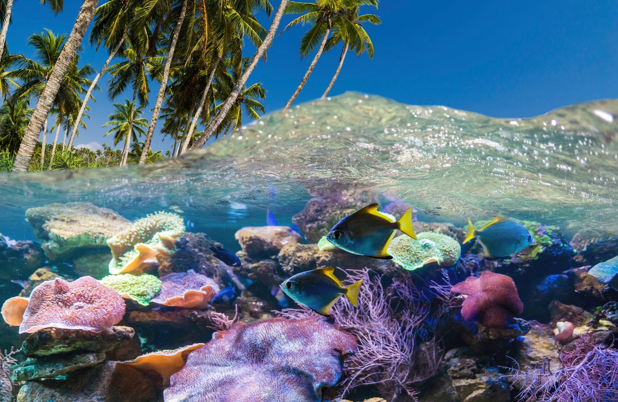 Fototapete PAPERMOON "UNTERWASSER-WELT-FISCHE KORALLE SEE MEER PALMEN DÜNEN", bunt, B:4,5m L:2,8m, Vlies, Tapeten
