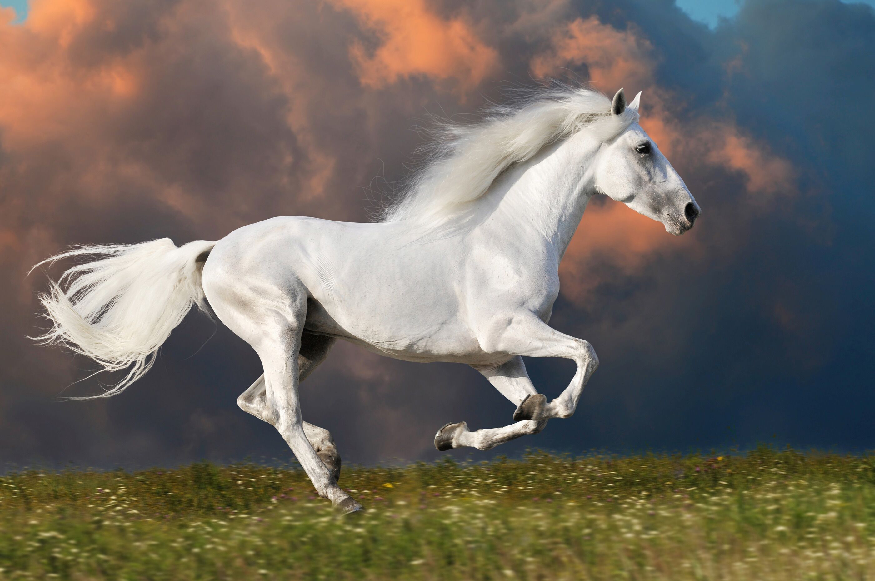 Fototapete PAPERMOON "PFERD IM GALOPP-RUNNING HENGST WEIss WIESE HIMMEL WOLKEN", bunt, B:1,5m L:1,11m, Vlies, Tapeten, Fototapete bunt B/L: 1,5m x 1,11m, Bahnen: 7 Stk.