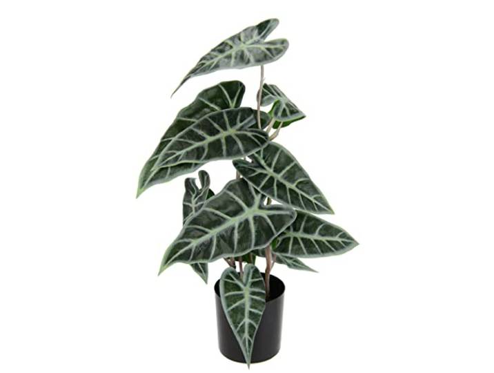 Künstliche Calatheapflanze Kunst-Pflanze Seidenblumen Kunstpflanzen Kunstblume Pflanze Dekopflanze Zimmerpflanze Grünpflanze Zebrina Alocasia Sanderiana Pfeilblätter Elefantenohr Sanderiana Fiorella