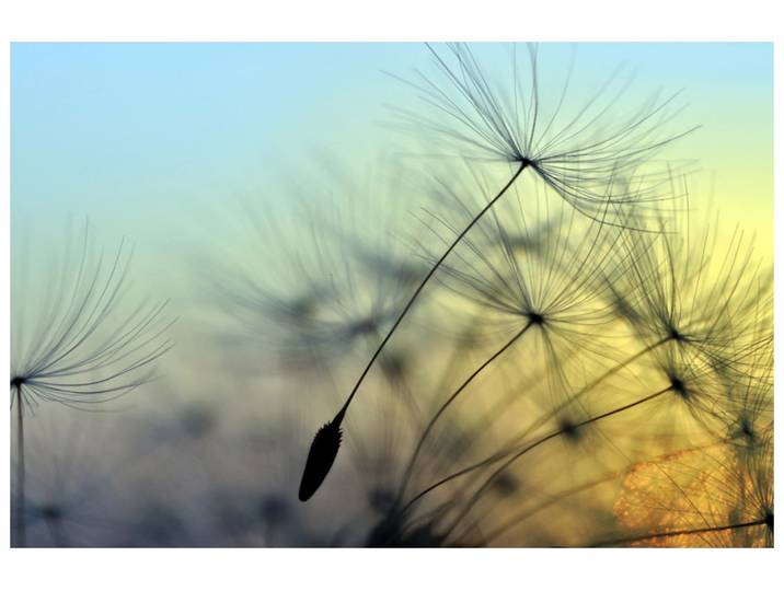 Alubild Pusteblume 1 image LAND
