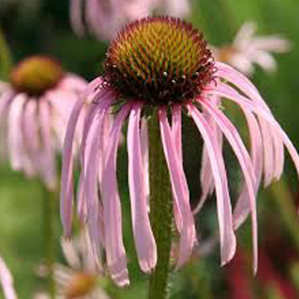 6x Echinacea pallida zonneschijnhut van Arborix in pot 9x9 cm
