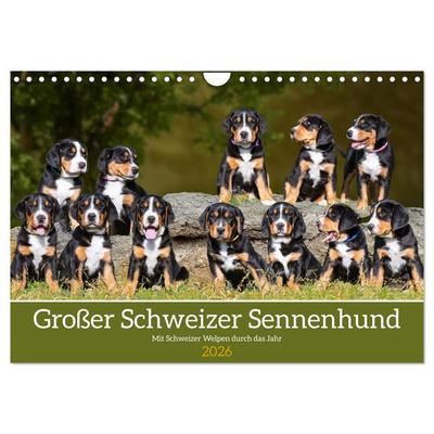Großer Schweizer Sennenhund - Mit Schweizer Welpen durch das Jahr (Wandkalender 2026 DIN A4 quer), CALVENDO Monatskalender
