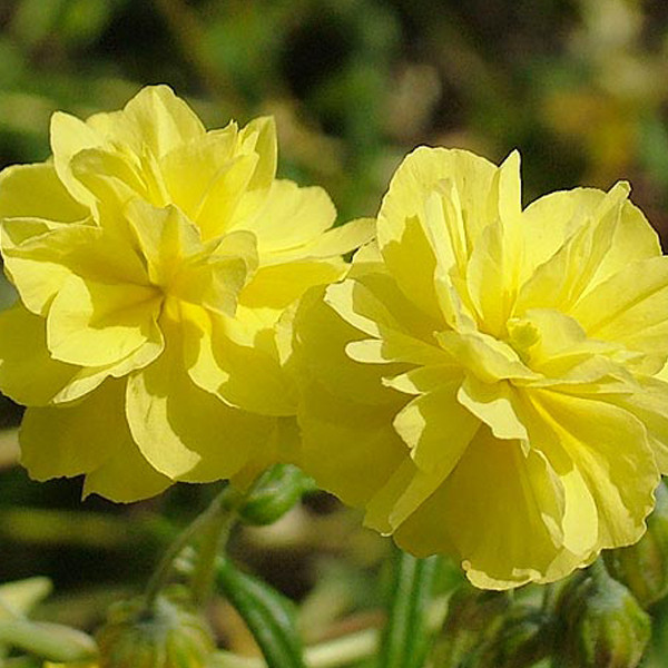 6 x Zonneroosjes Helianthemum Sulphureum Plenum - Pot van 9x9 cm