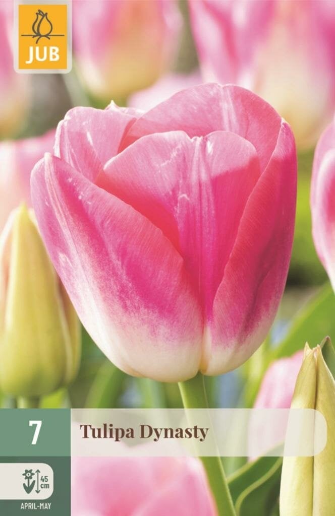 Jub Tulp Dynasty 7 bollen