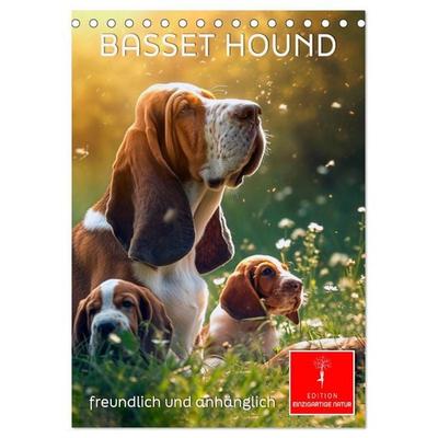 Basset Hound - freundlich und anhänglich (Tischkalender 2026 DIN A5 hoch), CALVENDO Monatskalender