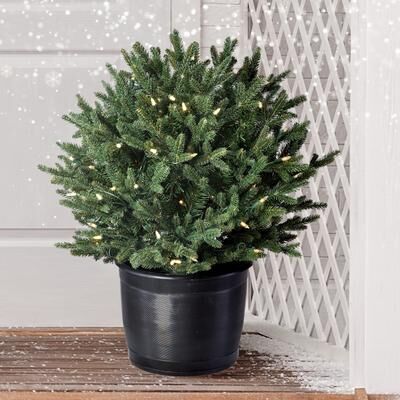 Regency International "24"" LED Potted Baby Noble Shrub"